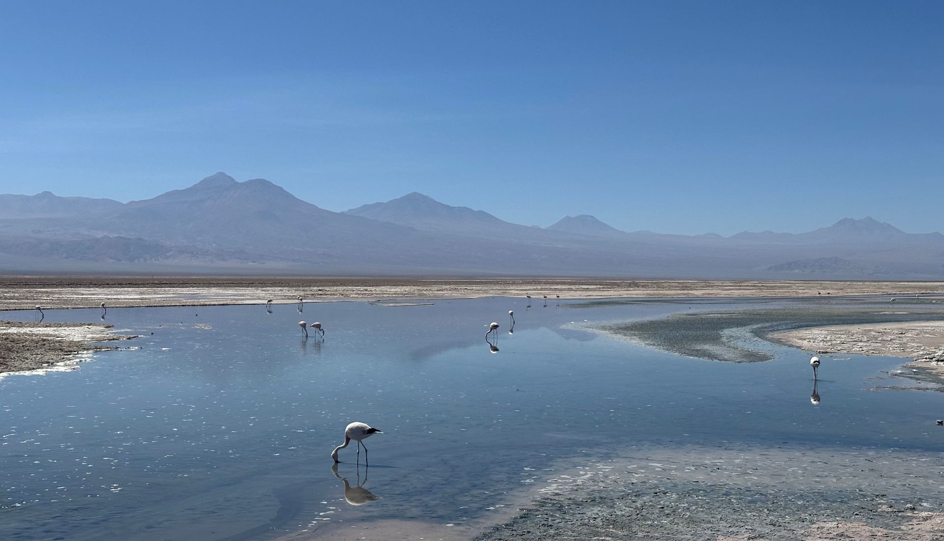 Flamingos at Los Flamencos National Reserve