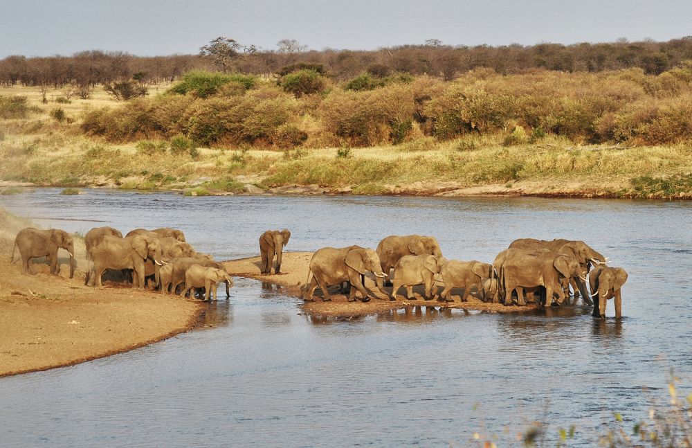 Elephants crossing river Serengeti