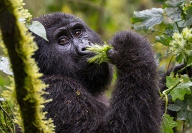 Mountain Gorilla Rwanda