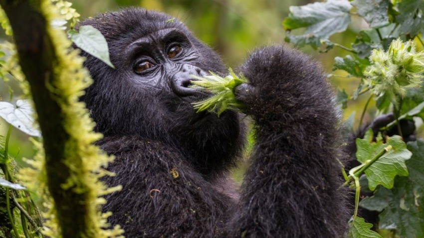 Mountain Gorilla Rwanda